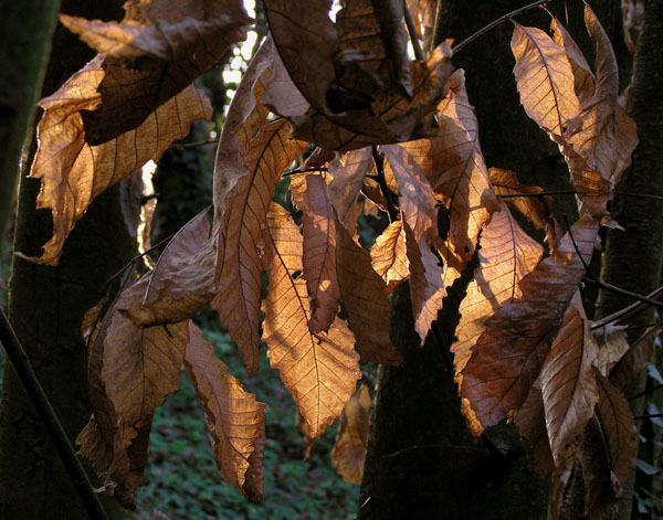 quattro scatti nel bosco